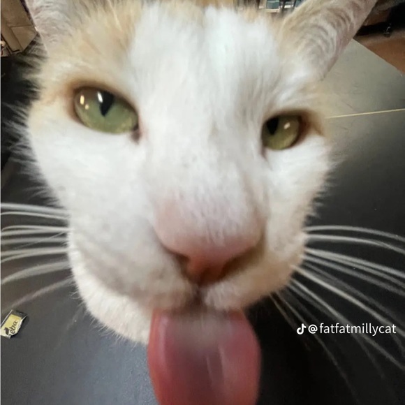 Meet your Posher, Q - Picture 1 of 1